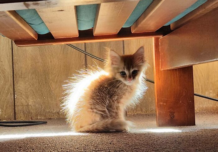 6. "We Just Adopted This Little Boy An Hour Ago. We Plan On Calling Him Icarus"