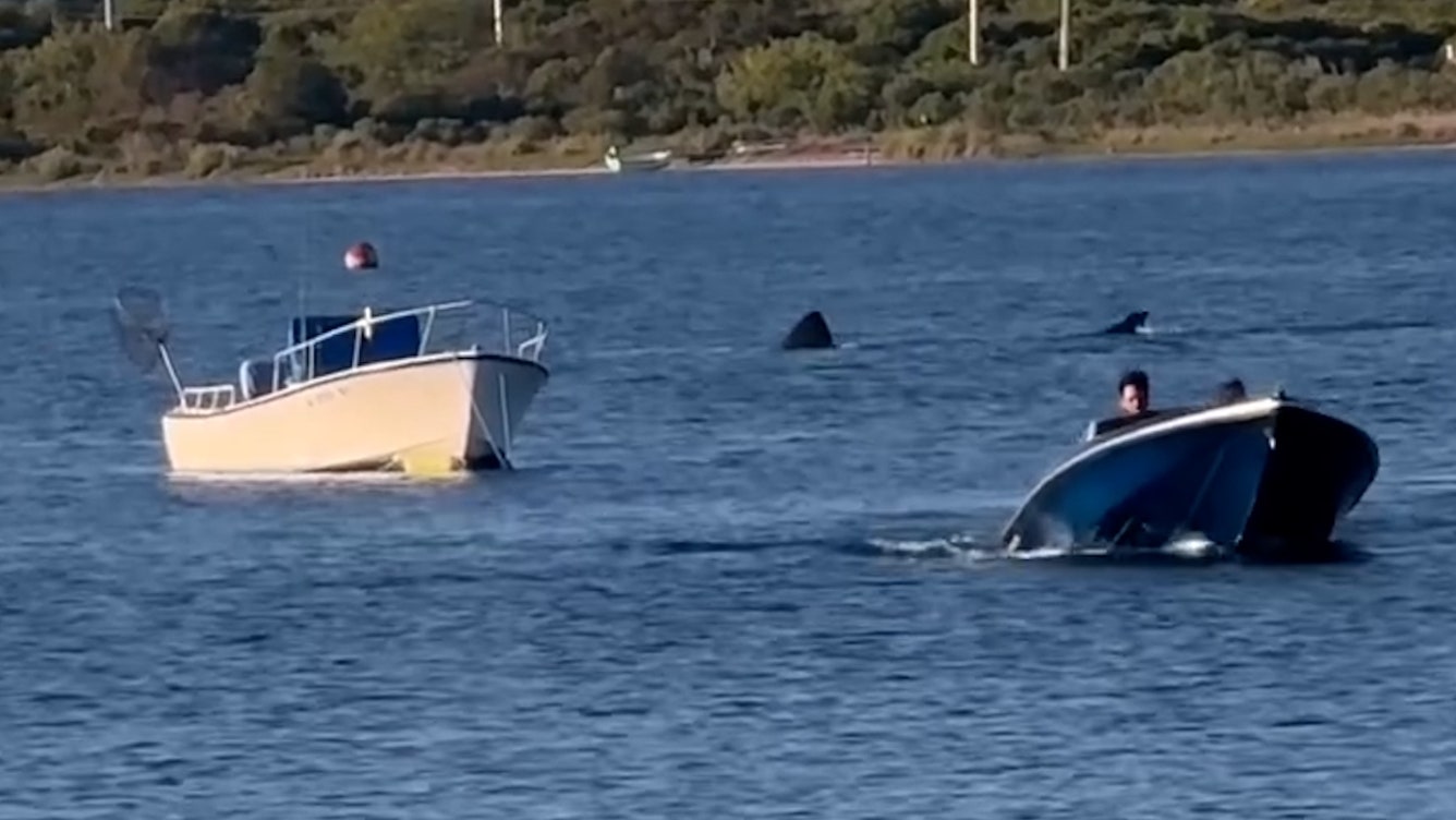 A 20-foot shark seen in Block Island’s Great Salt Pond on Memorial Day was a harmless, likely lost, basking shark.