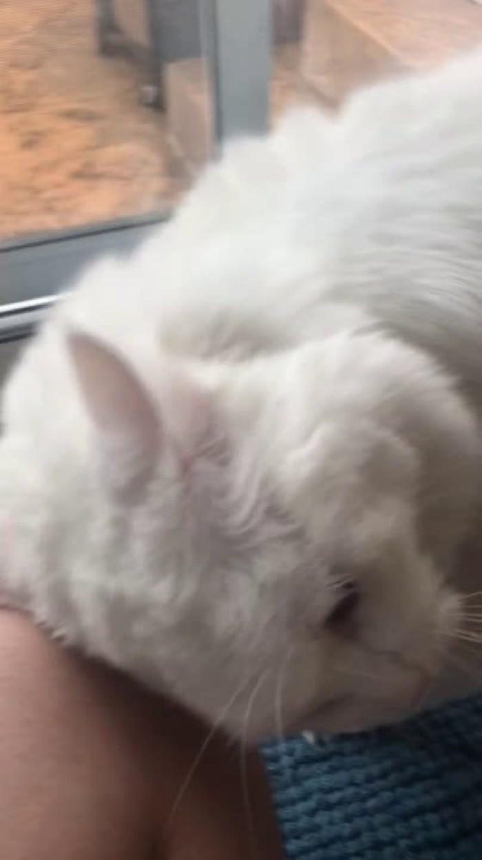 Here is a picture of the OP's fluffy cat