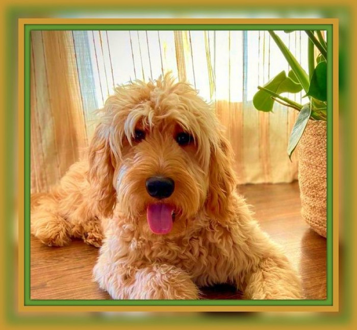 "Golden retrievers and Golden doodles."