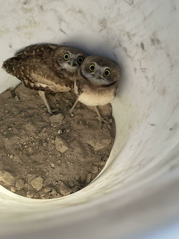 Burrowing owls are unusual because they nest underground, often taking over abandoned burrows made by ground squirrels, prairie dogs, and other mammals.