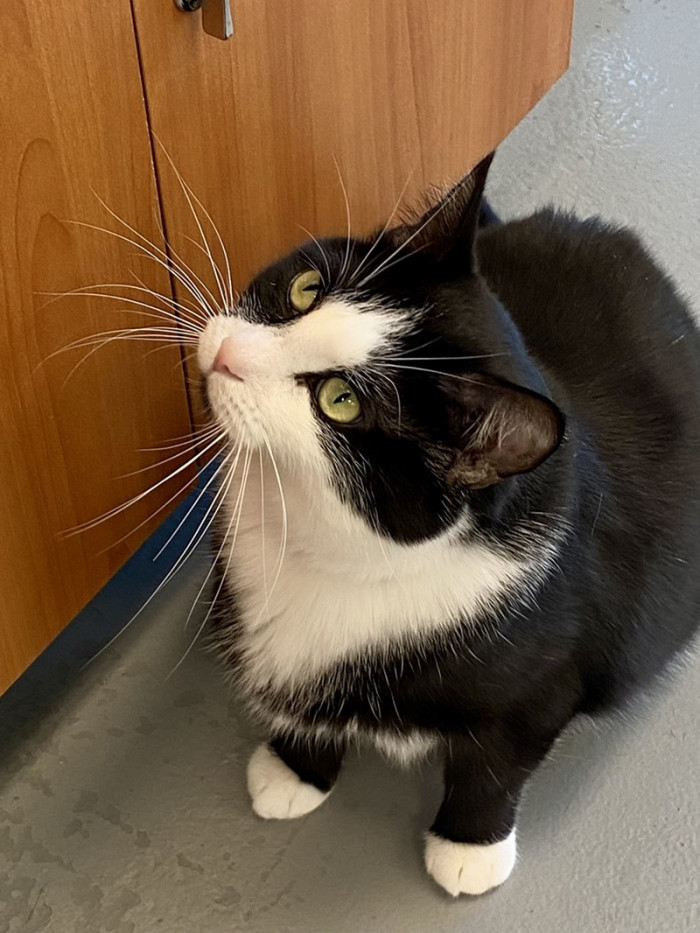 Bitty found her forever home and is set to transition into being the queen of her own castle, again