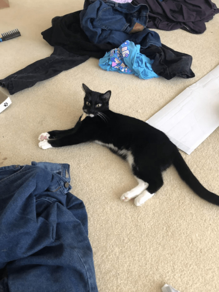 7. "Now my cat Nashu is chillin’ while I attempt to do laundry"