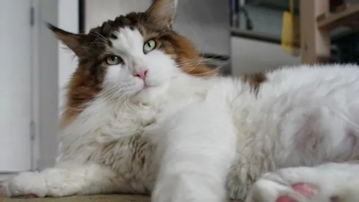 The feline is apparently extremely loving and caring towards his owner and loves to cuddle on his belly