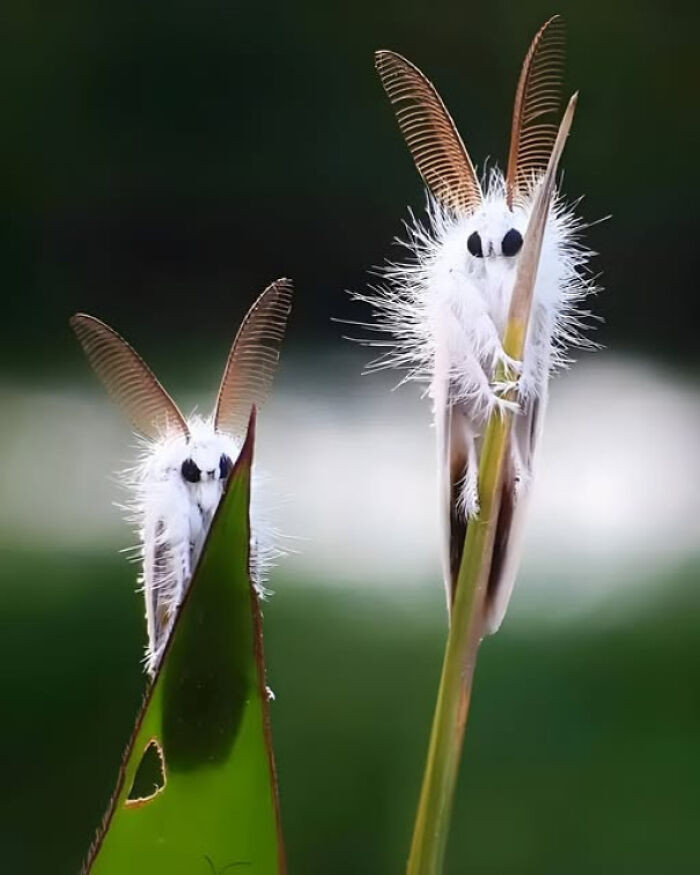 2. Meet the Venezuelan Poodle Moths, tiny fluffballs with huge round eyes and long fur