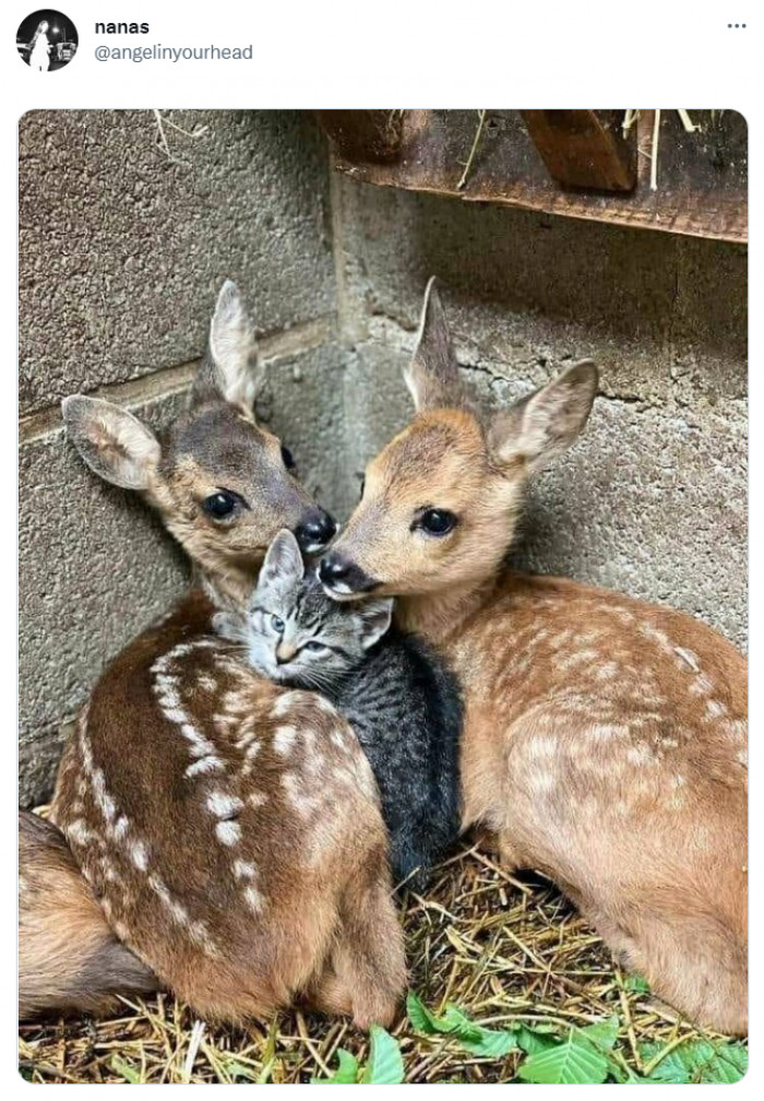 32. Fawning over the kitten