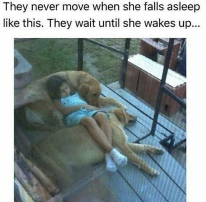 38. Wholesome doggos