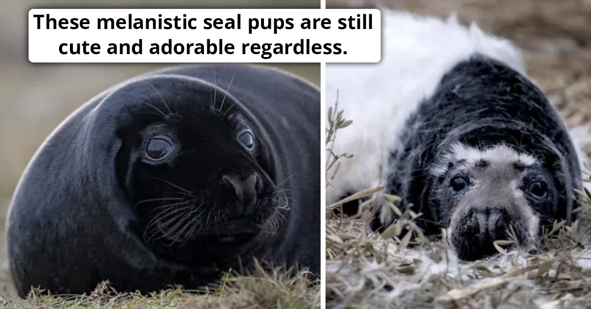 Nearly A Dozen Rare Melanistic Seal Pups Were Found At The Nature’s Reserve Located In England