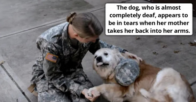 Joyful Moment Senior Doggo Is Thrilled To See Her Soldier Hooman After Being Apart For Months