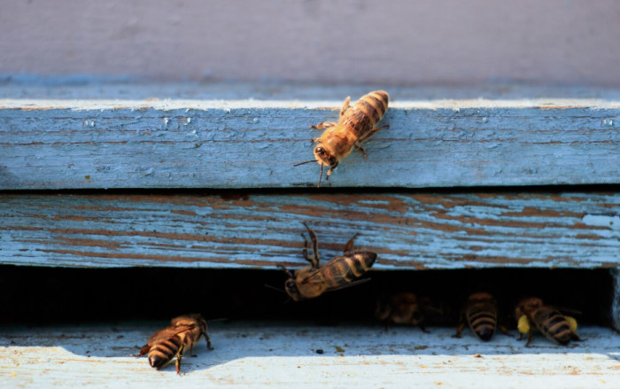 Worker Bees as Royal Wax Builders