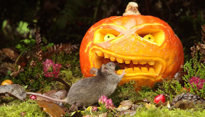 2. Take That Pumpkin Monster As The Mouse Takes A Bite