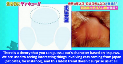 If You Are Interested In Your Cat's Future, Then The Latest Paw-Reading Trend That Hit Japan Might Be The Thing You Need