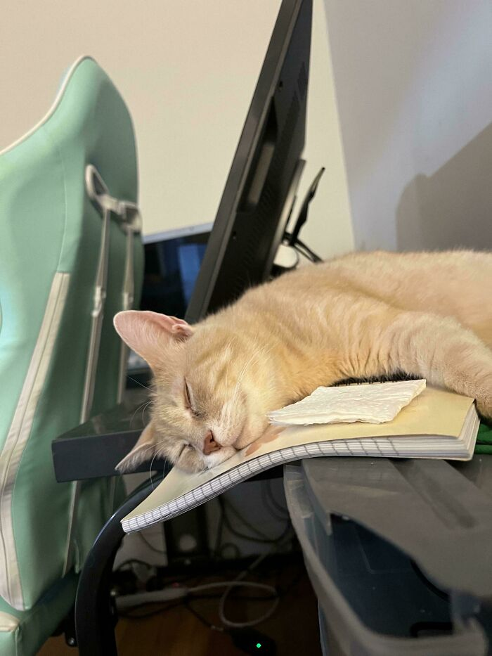 22. The intern fell asleep on the job again. Still gets paid in treats.