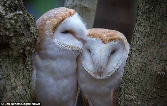 The two owls, who are actually sisters, were spotted cuddling in a tree
