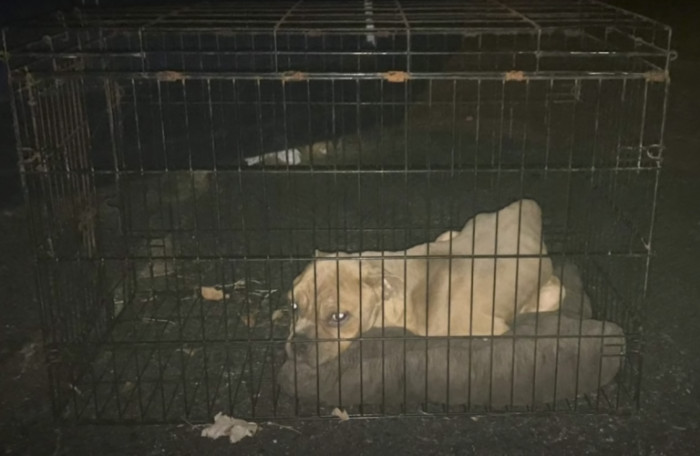 Sitting at the bottom of the dumpster was a Pit Bull locked inside his crate