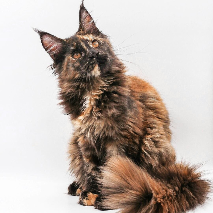 What is a torbie Maine Coon?