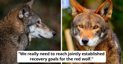 Red Wolf Is Left On The Brink Of Extinction With Fewer Than 20 Left In The Wild