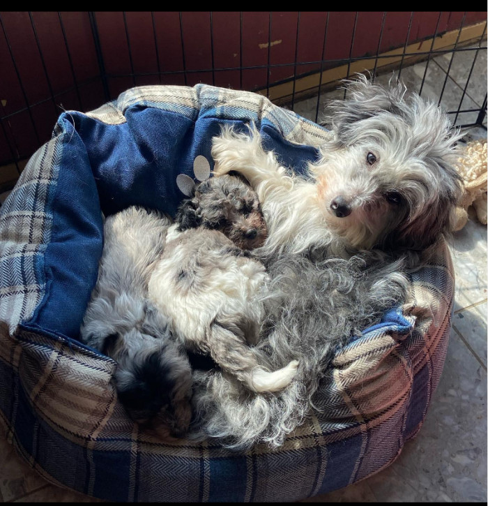 2. A big curly fluffy mess