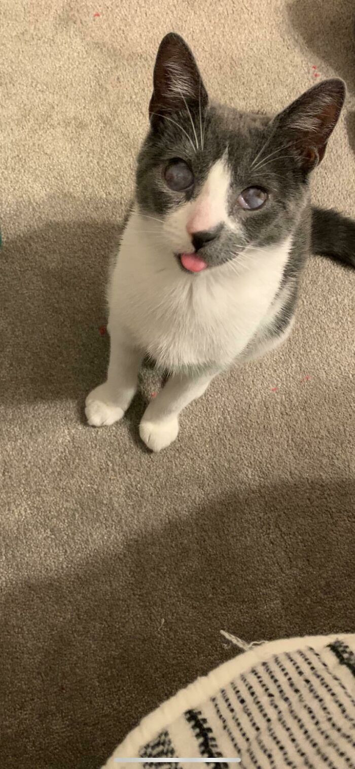 "Meet Turtle! He's A Blind Cat That Was Found Outside And Taken Home"