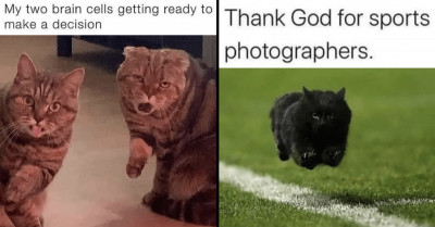 These 18 Cat Memes And Tweets Are All You Need To Make Your Day Bright And Lovely
