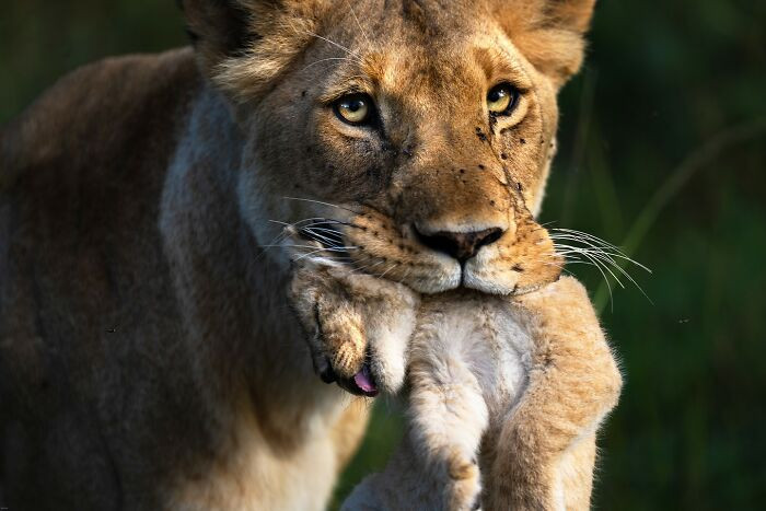 “A Mother's Gentle Grasp” By Karen Bilgrai Cohen