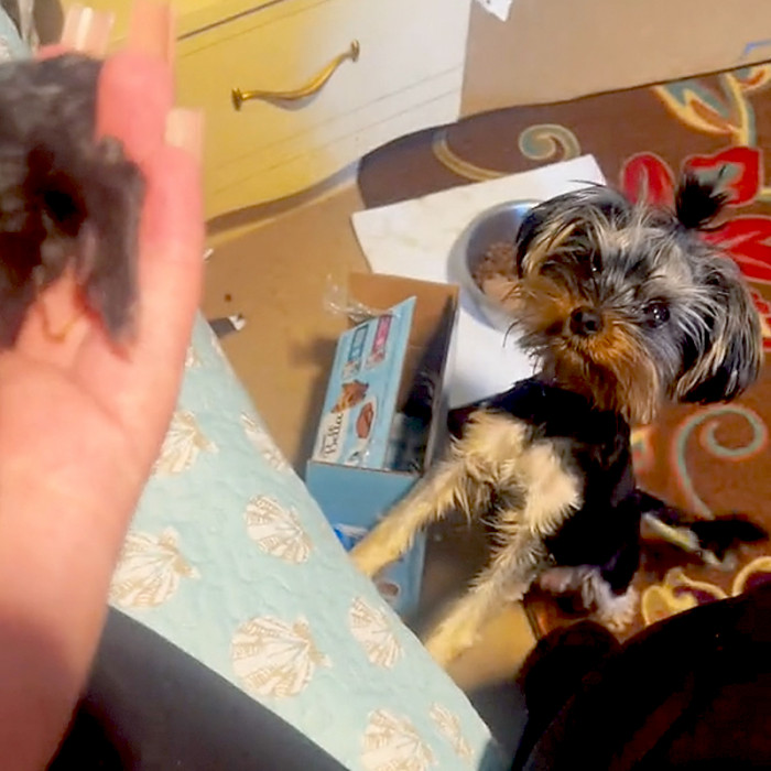 This is when they introduced the kitten to her, and look at the sparkle in her eyes!