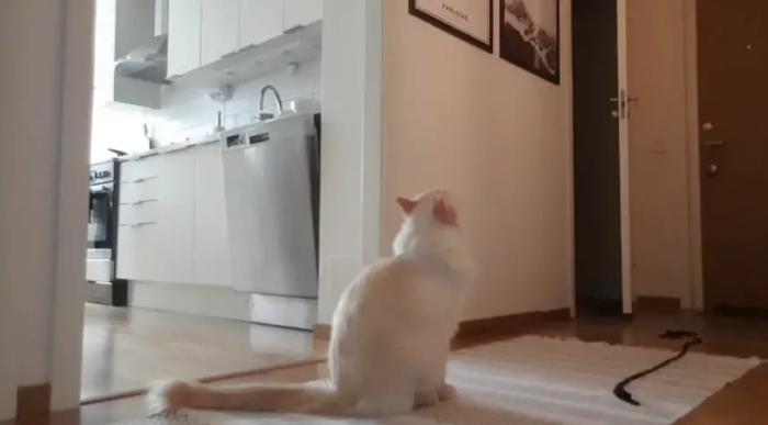 “We thought it was pretty cute at first, but when we noticed that he didn’t stop, it just felt sad.”