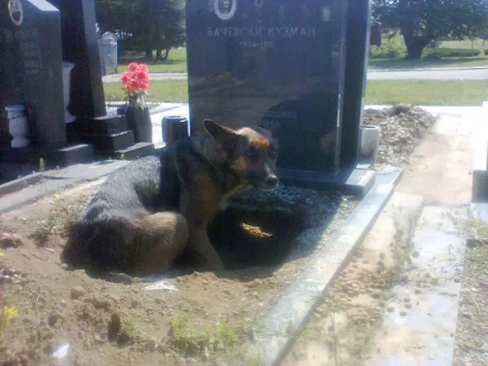 When a photo of a dog digging a hole in front of a gravestone went viral, people thought she was sad about her owner's passing and hoping to see them again.