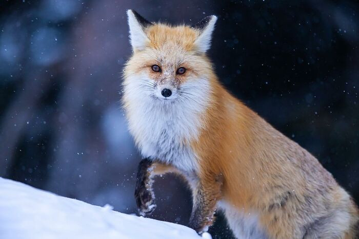 “Snow Fox” By Larry Taylor