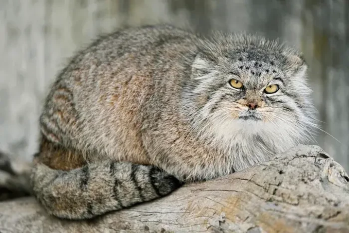 Scientists have confirmed the existence of a Pallas Cat, which is a type of wildcat.