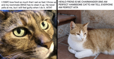 Twitter Users Create AITA Stories From Their Cats’ Perspective, And They Are Seriously Humorous