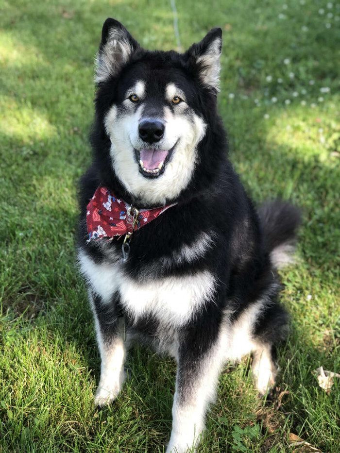 Piro added that he likes to choose a treat at the pet store as a prize for being a good boy