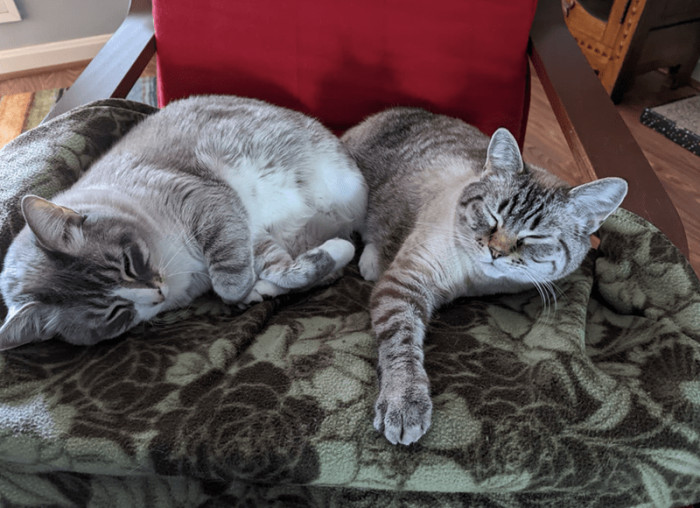 Here are the two lucky cats