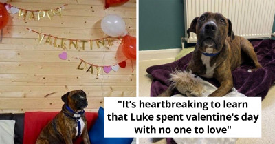 Cute Dog, Luke Finally Finds A Forever Home After Being Abandoned On His Adoption Party