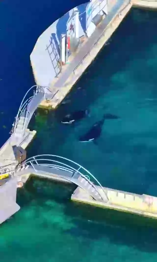 Wikie and Keijo have remained at the abandoned marine park since it closed in January.        4o