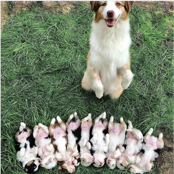 1. Showing off her litter