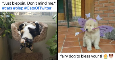 These 16 Cats And Dogs Are Way Better Than Motivational Speakers At Getting Us Pumped