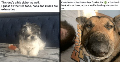 20+ Pictures Of Dogs Who've Been Busted For Not Paying Bills Or Rent But Acting As If They Actually Do