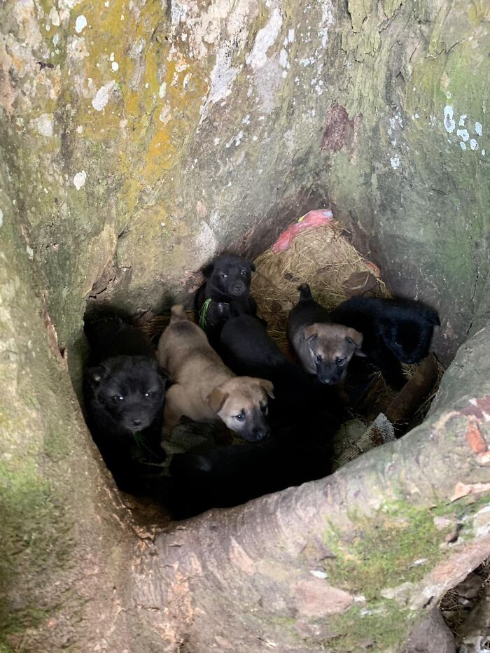 29. Puppies In A Tree! I Repeat Puppies In A Tree!!