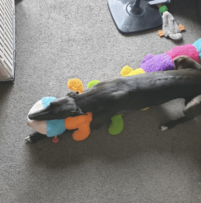 12. Cuddlepillar is a perfect snuggle toy for Greyhounds.