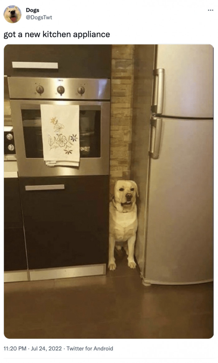 4. It's called the "Doggonator."