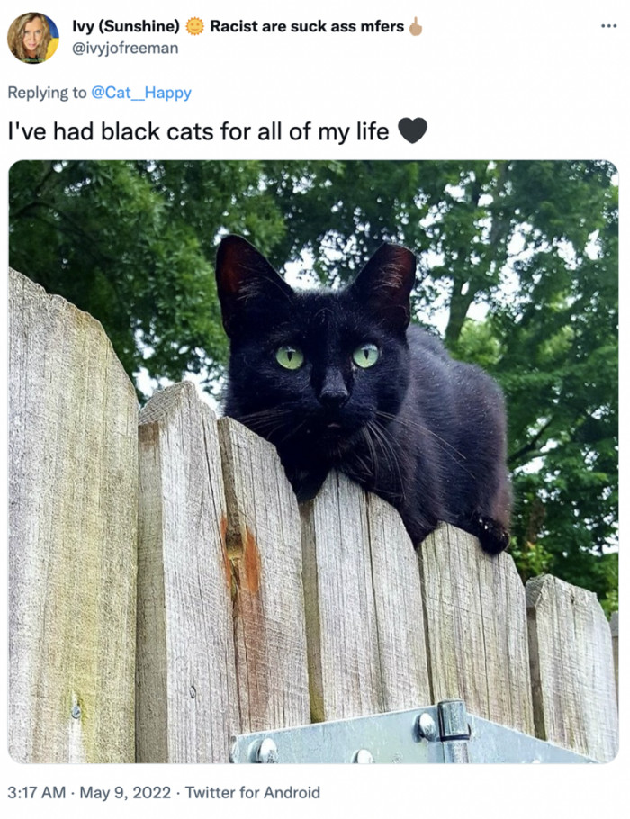5. Only black cats allowed!