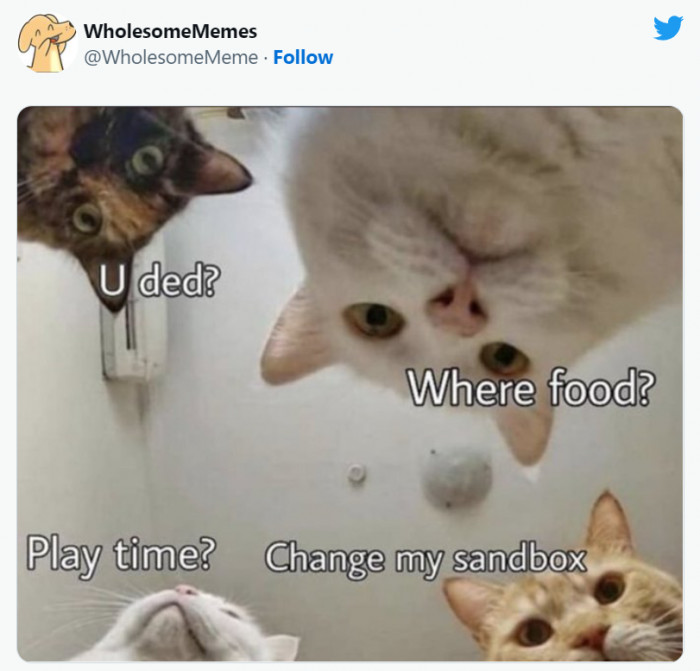 16. Demanding cats waking you up every day