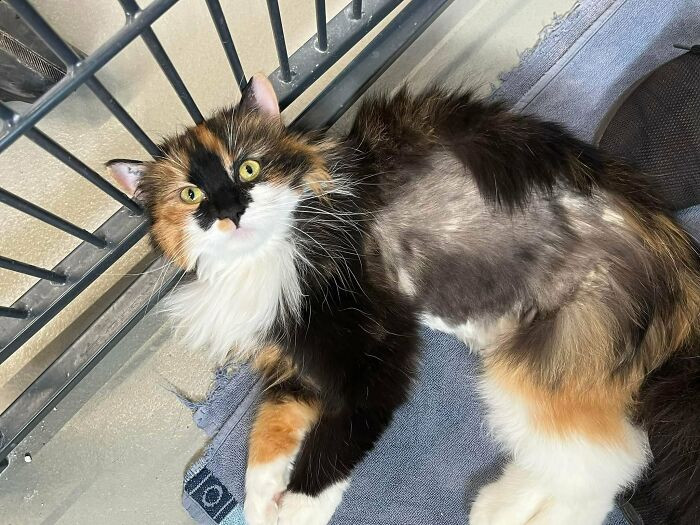 28. "From Shelter Cat To Couch Potato. Meet Kirsten, Who Turned Me Into A Cat Person"