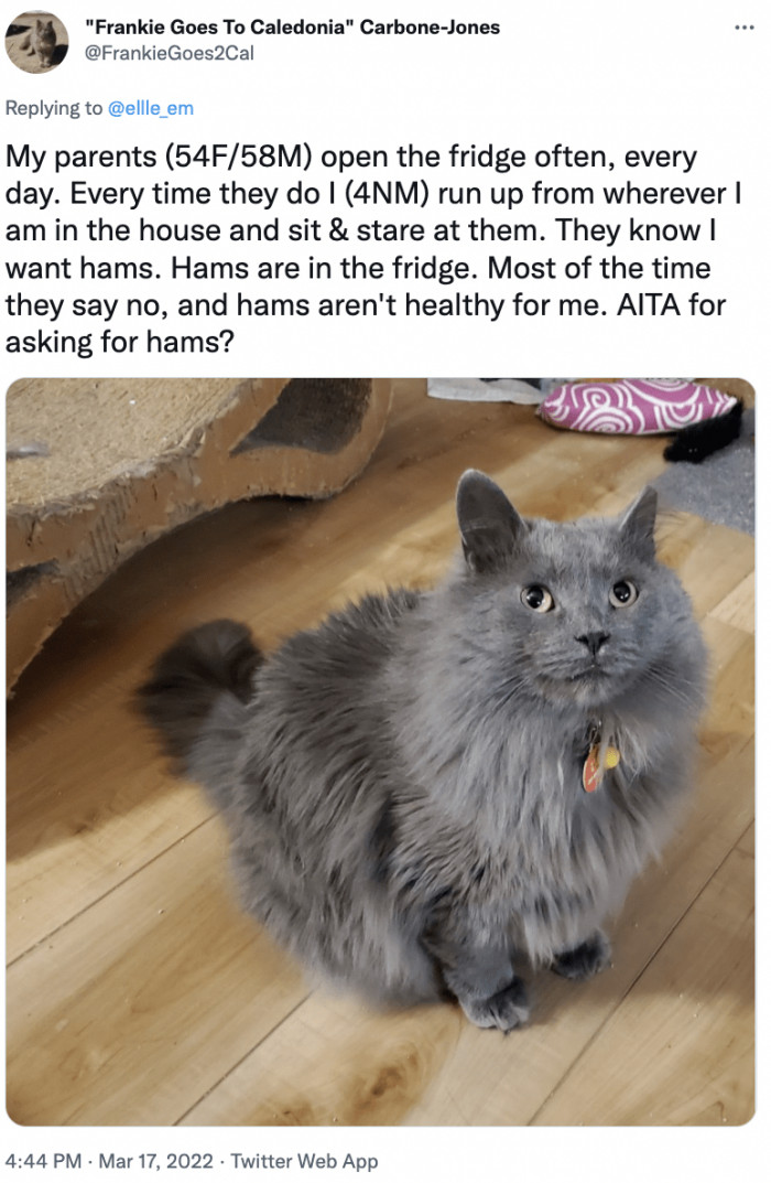 16. Oh cutie, you're not just that hams aren't good for you, okay...