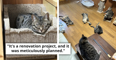Cat Owner Finds a Meticulously Carved Hollow on His Cat's Basket-Shaped Scratching Post, Cracks Up Over How It Fits His Cat's Face Perfectly
