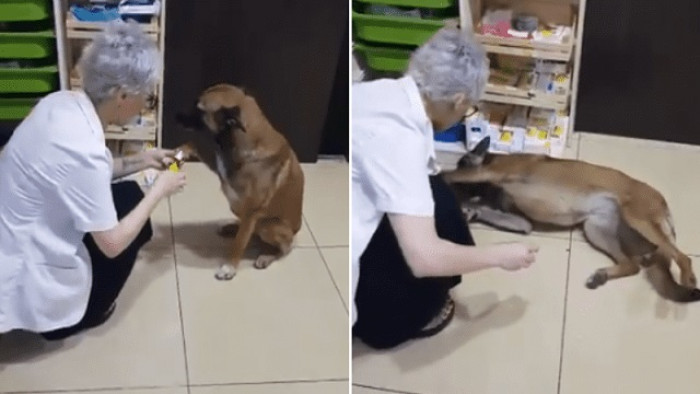 Remarkably, the dog seemed to comprehend the benevolent intentions of her human helper