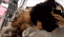 The hair was matted together and was approximately 6 to 8 inches in length, with a combination of fecal matter and knotted strands.