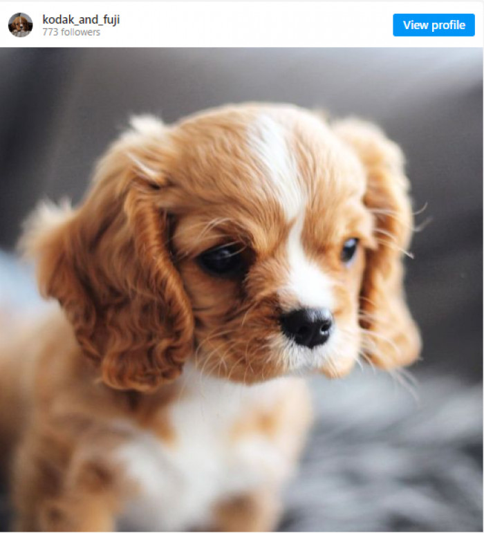 16. This puppy's name is Kodak. A true Kodak moment :)