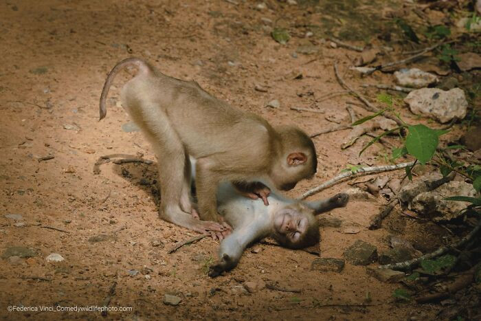 Monkey Wellness Centre By Federica Vinci
